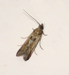 Faveria laiasalis