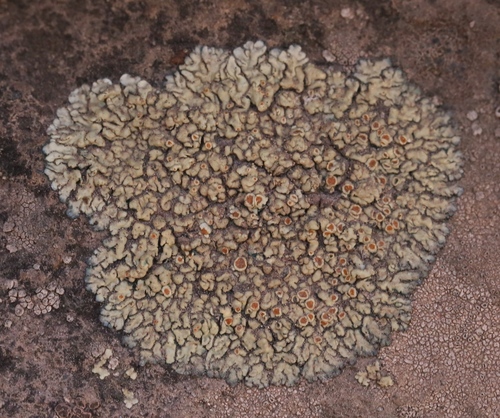 iNaturalist observation photo of Common Lichens