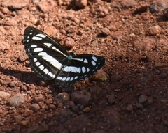 Neptis hylas varmona