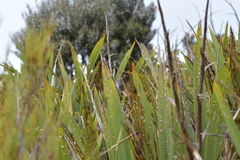 Poodytes punctatus punctatus