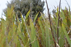 Poodytes punctatus punctatus