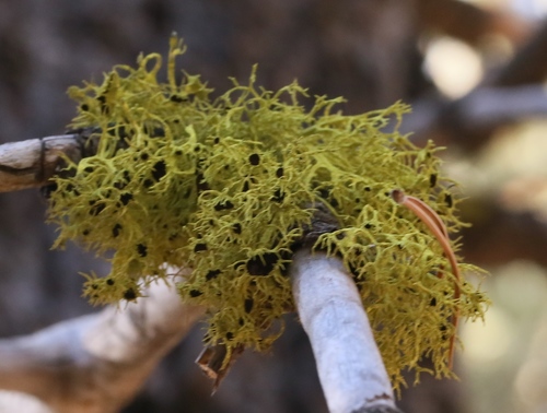iNaturalist observation photo of Brown-eyed Wolf Lichen
