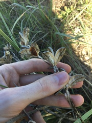 Gladiolus gueinzii