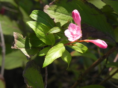 Weigela