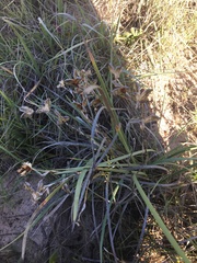Gladiolus gueinzii