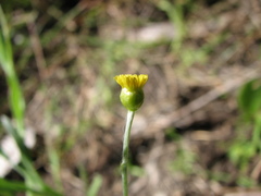 Phacellothrix cladochaeta