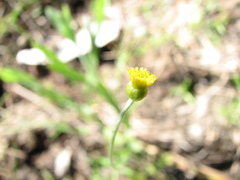 Phacellothrix cladochaeta