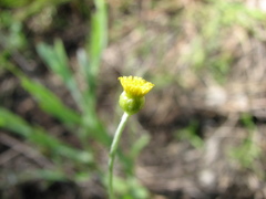 Phacellothrix cladochaeta