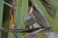 Poodytes punctatus punctatus