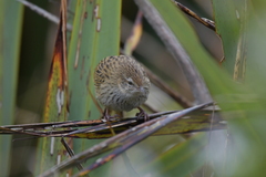 Poodytes punctatus punctatus