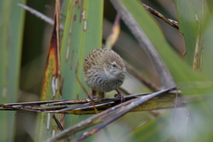 Poodytes punctatus punctatus