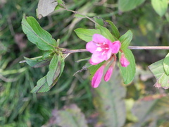 Weigela