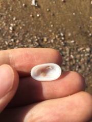 Tugali parmophoidea