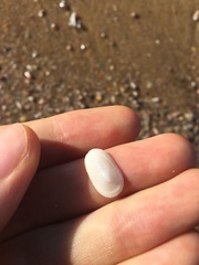 Tugali parmophoidea