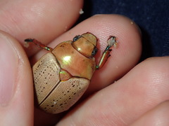 Anoplognathus olivieri