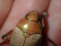 Anoplognathus olivieri