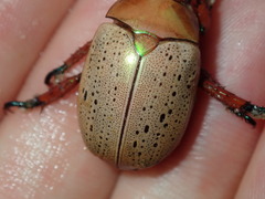 Anoplognathus olivieri