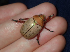 Anoplognathus olivieri