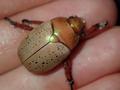 Anoplognathus olivieri