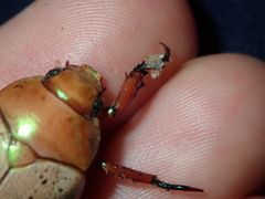 Anoplognathus olivieri