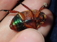 Anoplognathus olivieri