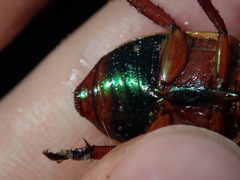 Anoplognathus olivieri