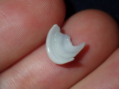 Amblychilepas nigrita