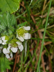 Geum cockaynei
