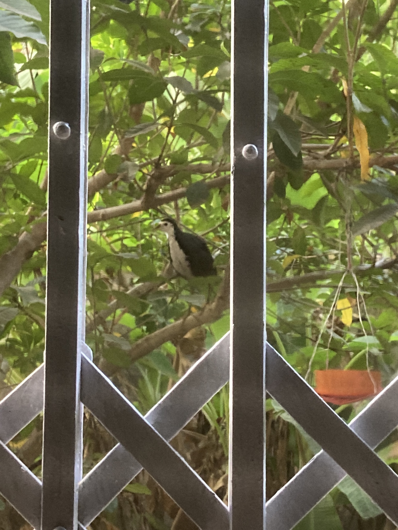 White-breasted Waterhen