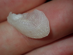 Vulsella ovata