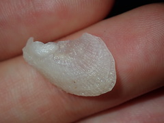 Vulsella ovata