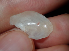Vulsella ovata
