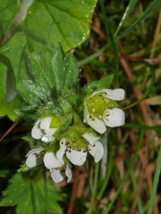 Geum cockaynei