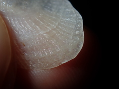 Vulsella ovata
