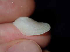 Vulsella ovata