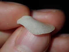 Vulsella ovata