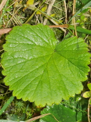 Geum cockaynei