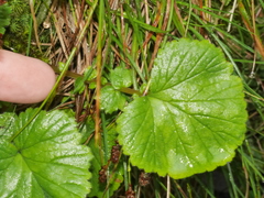 Geum cockaynei