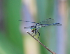 Chalcostephia flavifrons