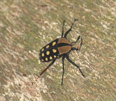 Mecynorhina passerinii