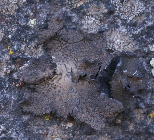 iNaturalist observation photo of Rock Tripes