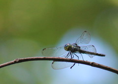 Chalcostephia flavifrons