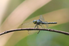 Chalcostephia flavifrons