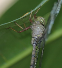 Gynacantha usambarica