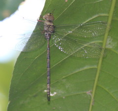 Gynacantha usambarica
