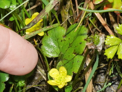 Ranunculus foliosus