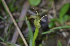Pterostylis auriculata