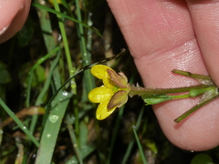 Ranunculus foliosus