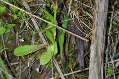 Pterostylis auriculata