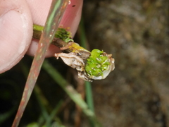 Ranunculus foliosus